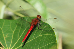 Rhodothemis lieftincki