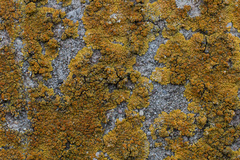 Variospora flavescens