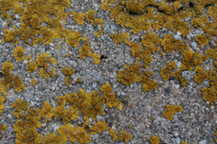 Variospora flavescens