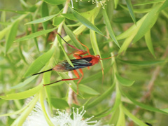 Lissopimpla excelsa