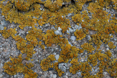 Variospora flavescens