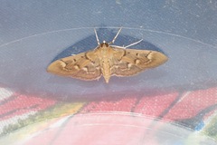 Herpetogramma stultalis