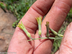 Dipcadi marlothii