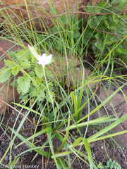 Hesperantha candida