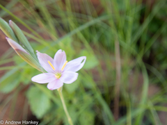 Hesperantha candida