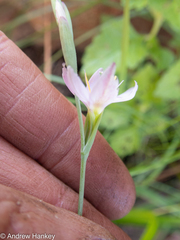 Hesperantha candida