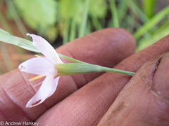 Hesperantha candida