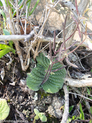 Streptocarpus polyanthus comptonii