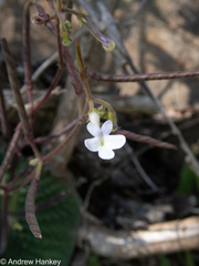 Streptocarpus polyanthus comptonii