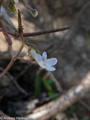 Streptocarpus polyanthus comptonii