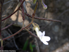 Streptocarpus polyanthus comptonii