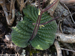 Streptocarpus polyanthus comptonii