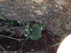 Streptocarpus polyanthus comptonii