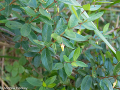 Cryptolepis delagoensis