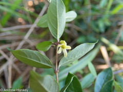 Cryptolepis delagoensis
