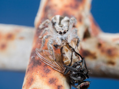 Pseudomogrus validus