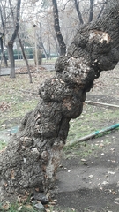 Agrobacterium radiobacter