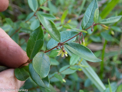 Cryptolepis delagoensis
