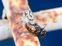 Pseudomogrus validus