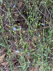 Linum marginale