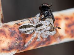 Pseudomogrus validus