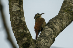 Lepidocolaptes souleyetii