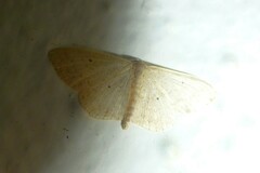 Idaea palaestinensis