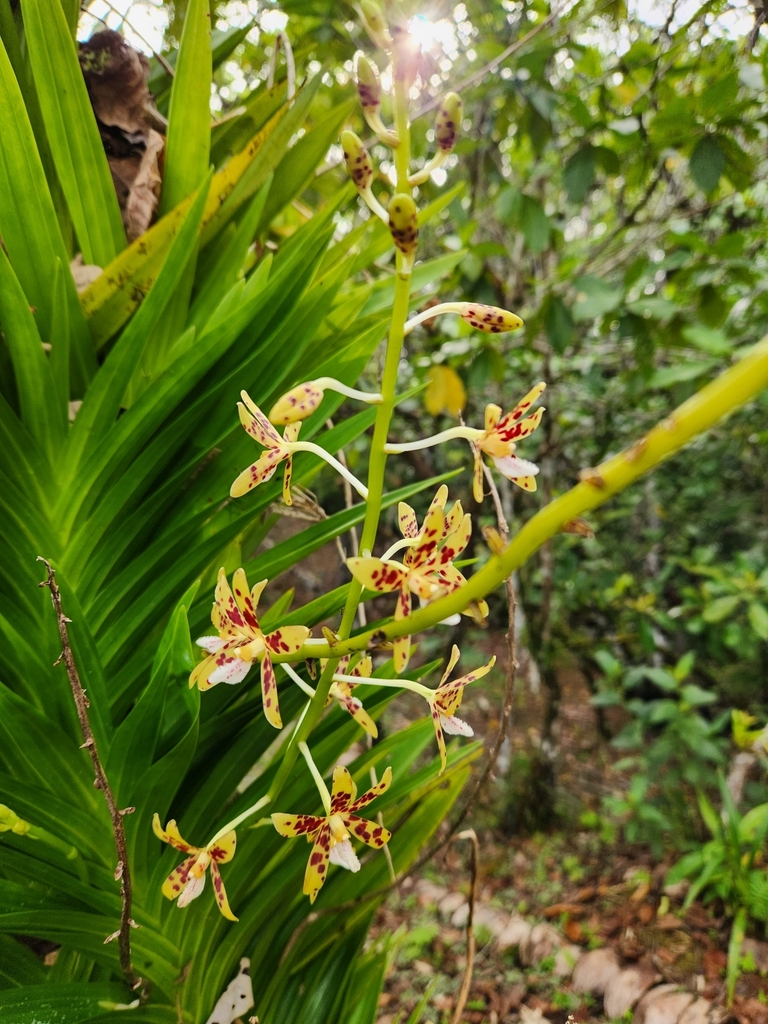Dipodium freycinetioides Fukuy. 2
