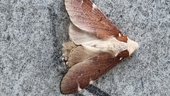 Lepidoptera