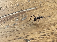 Polyrhachis abdominalis