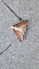 Lepidoptera