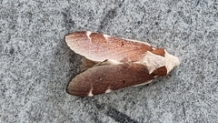 Lepidoptera