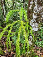 Phlegmariurus phlegmaria