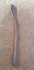 Lumbricus terrestris