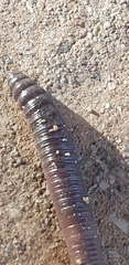 Lumbricus terrestris