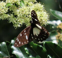 Graphium leonidas