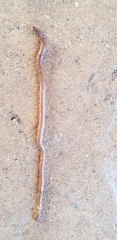 Lumbricus terrestris