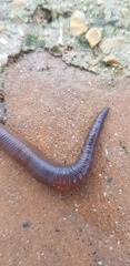 Lumbricus terrestris