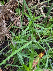 Epilobium pallidiflorum