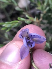 Thelymitra juncifolia