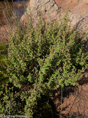 Myrothamnus flabellifolius