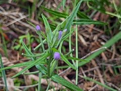 Epilobium pallidiflorum