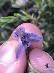 Thelymitra juncifolia