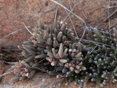 Delosperma pottsii