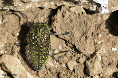 Julodis rothii