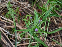 Epilobium pallidiflorum