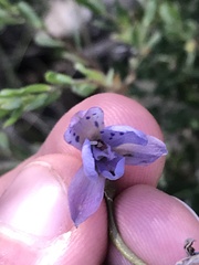 Thelymitra juncifolia