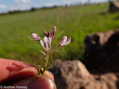 Cleome monophylla
