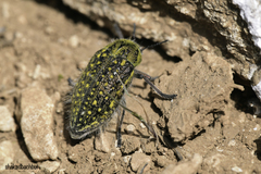 Julodis rothii