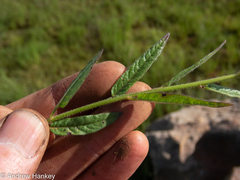 Cleome monophylla